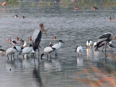 sultanpur-birds-santuary-gurgaon_20171013182929